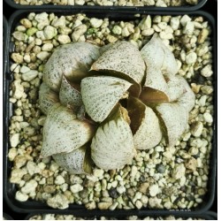 Haworthia picta 'WHITE BEAT'