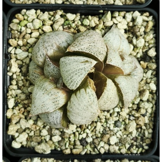 Haworthia picta 'WHITE BEAT' Haworthia picta 'WHITE BEAT'