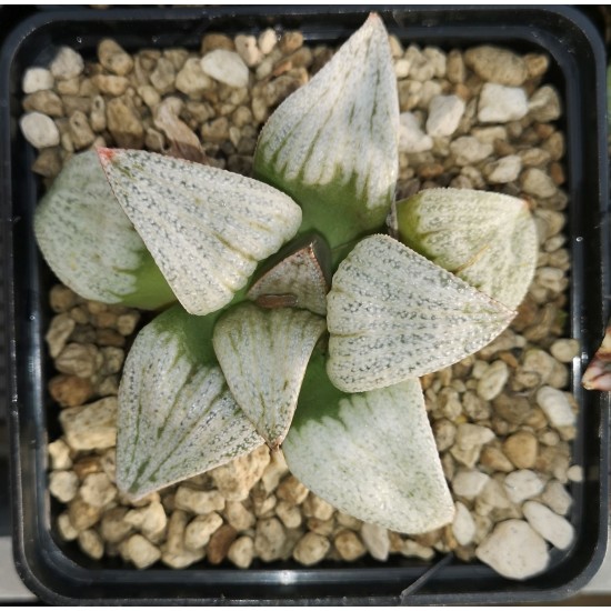 Haworthia picta 'WHITE BEAT'