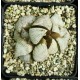 Haworthia picta 'WHITE BEAT' Haworthia picta 'WHITE BEAT'