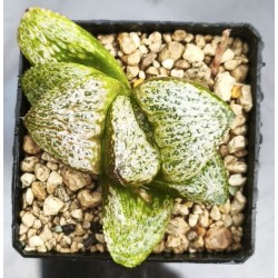 Haworthia picta 'WHITE BEAT'