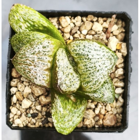 Haworthia picta 'WHITE BEAT' Haworthia picta 'WHITE BEAT'