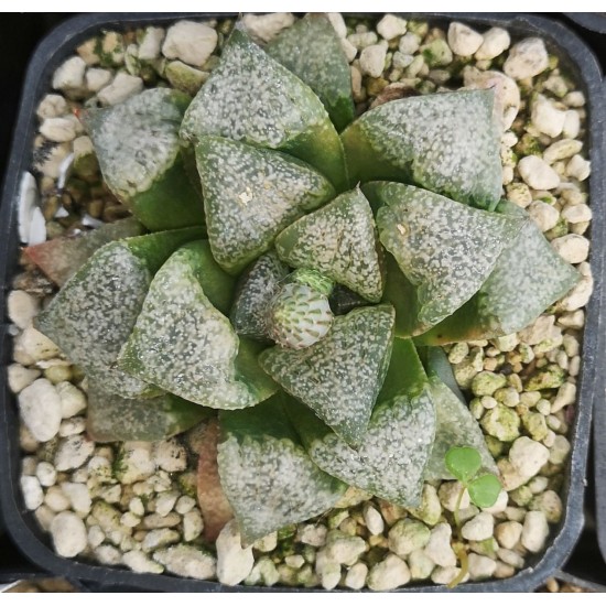 Haworthia picta 'BRIGHT WINDOW'