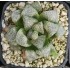 Haworthia picta 'BRIGHT WINDOW'