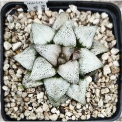 Haworthia picta 'WHITE CUP'