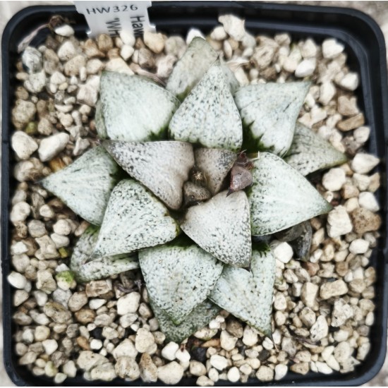 Haworthia picta 'WHITE CUP'