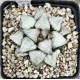 Haworthia picta 'WHITE CUP'