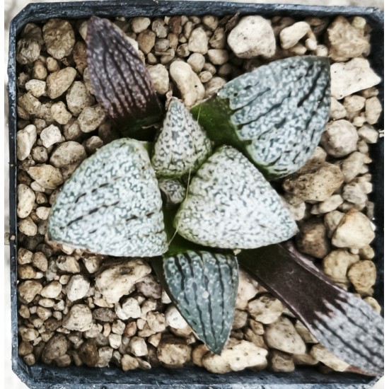 Haworthia picta 'WHITE CUP'