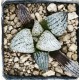 Haworthia picta 'WHITE CUP'