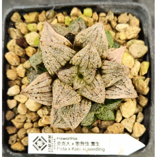 Haworthia picta x kabuki ex. Shiratori