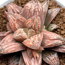 Haworthia inflammation PHW-PO-C396