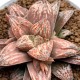 Haworthia inflammation PHW-PO-C396