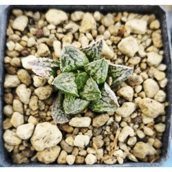 Haworthia inflammation PHW-PO-C396