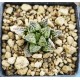 Haworthia inflammation PHW-PO-C396