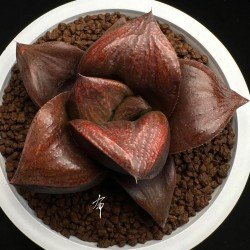 Haworthia Bengara - Dark Flame·Shura
