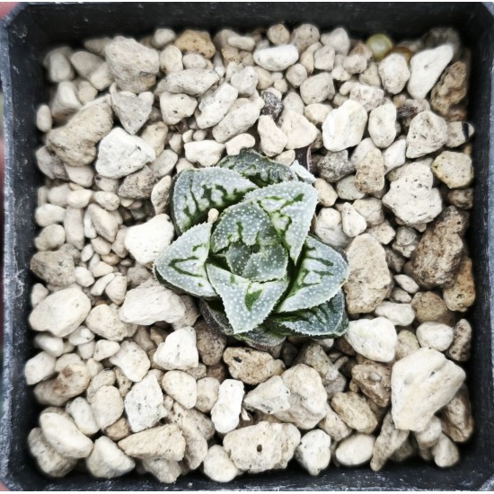 Haworthia Flower Cat