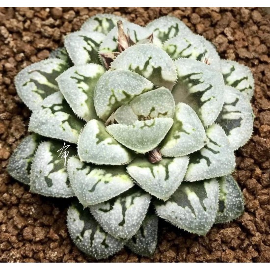 Haworthia Flower Cat