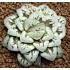 Haworthia Flower Cat