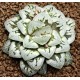 Haworthia Flower Cat