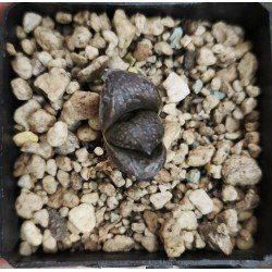 Haworthia Bengara - Dark Flame·Shura