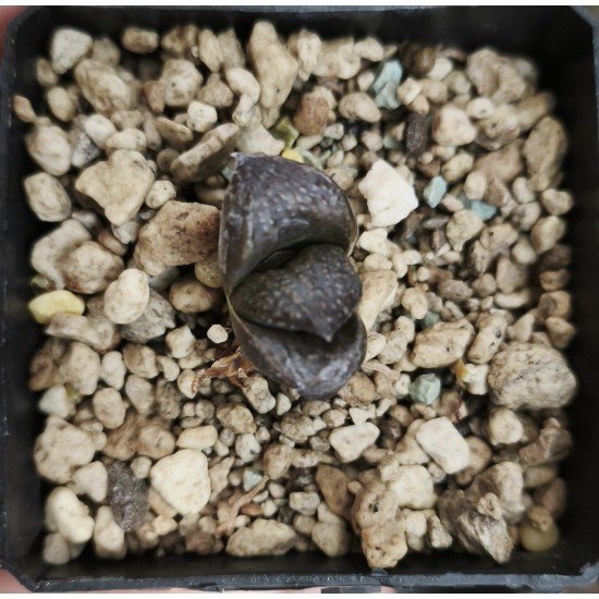 Haworthia Bengara - Dark Flame·Shura