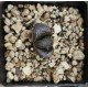 Haworthia Bengara - Dark Flame·Shura