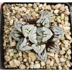 Haworthia Flower Cat