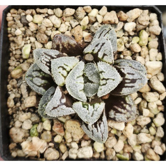 Haworthia Flower Cat