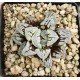 Haworthia Flower Cat