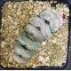 Haworthia truncata 'ARAISO'