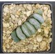 Haworthia truncata cv. SENZYUKANNON hybrid Z-series