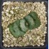 Haworthia truncata 'DAIKOKU' small