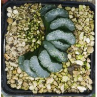 Haworthia truncata 'SHARAKU' small Haworthia truncata 'SHARAKU' small