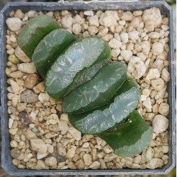 Haworthia truncata 'SHARAKU' small