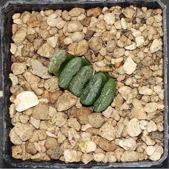 Haworthia truncata 'BLACK WOUTERS' ' KUROBUTAI' 唐稣波