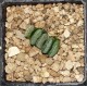 Haworthia truncata 'BLACK WOUTERS' ' KUROBUTAI' 唐稣波