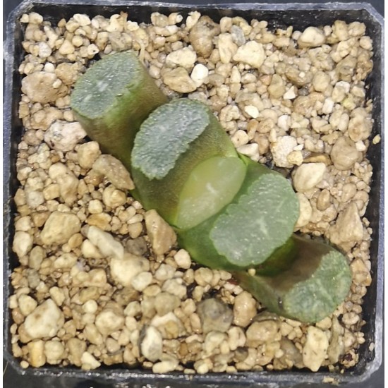 Haworthia truncata 'HAKUJI LENS'