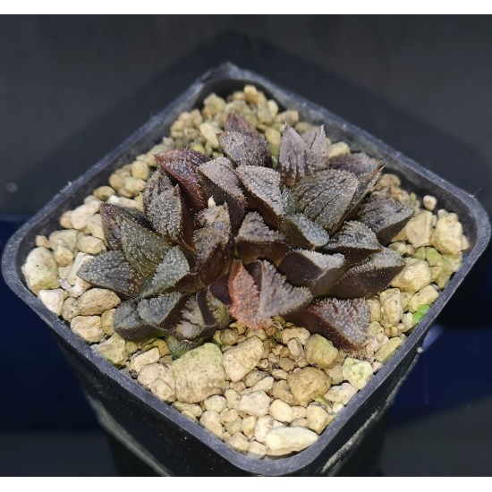 Haworthia picta hybrid 'HAIRY'