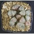 Haworthia picta 'PINKISH'