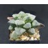 Haworthia pygmaea 'YUKIHIME'