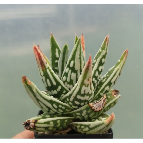 Haworthia ( TENSHI NO NAMIDA ) Tears of Angel