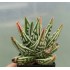 Haworthia ( TENSHI NO NAMIDA ) Tears of Angel