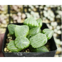 Haworthia 'TORAMARU' Haworthia 'TORAMARU'
