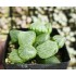 Haworthia 'TORAMARU'