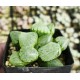Haworthia 'TORAMARU' Haworthia 'TORAMARU'