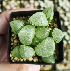 Haworthia 'TORAMARU' Haworthia 'TORAMARU'