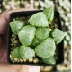 Haworthia 'TORAMARU' Haworthia 'TORAMARU'
