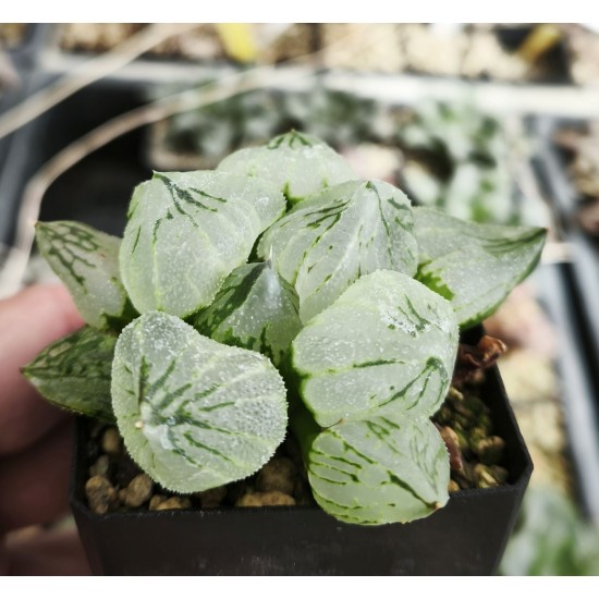 Haworthia 'beauty of obesity' Haworthia 'beauty of obesity'