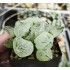 Haworthia 'beauty of obesity'