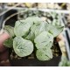 Haworthia 'beauty of obesity' Haworthia 'beauty of obesity'